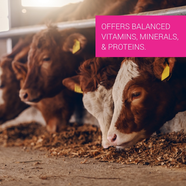  Pet Vet Advanced Feed Supplement 500Gm