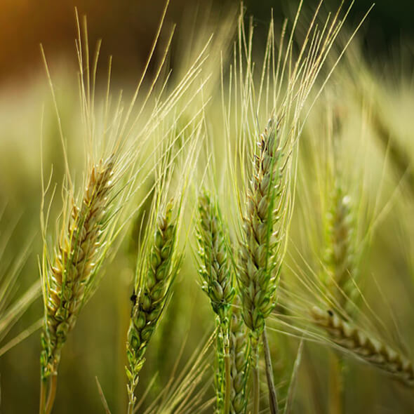 display-biofit-adjuvants