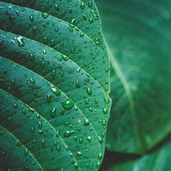 display-biofit-biopesticide
