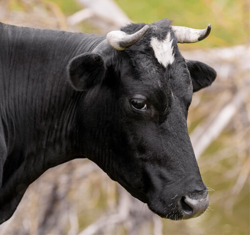 display-biofit-cattle-care